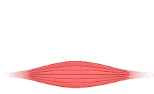 Illustration Muskelfaser1 Illustration Muskelfaser