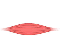 Illustration Muskelfaser3 Illustration Muskelfaser