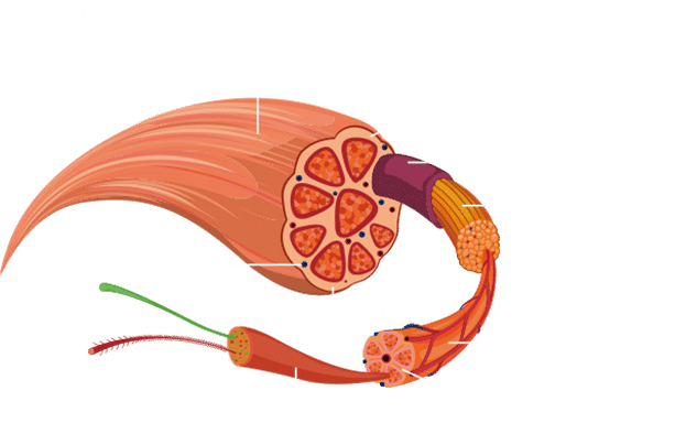 Anatomie des menschlichen Muskels Anatomie des menschlichen Muskels